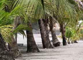 breezy palms